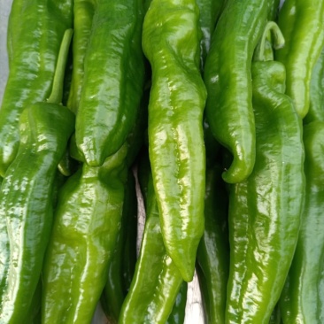 301泡椒，苏椒，线椒，美人椒，螺丝椒，大量上市