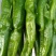 301泡椒，苏椒，线椒，美人椒，螺丝椒，大量上市