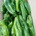301泡椒，苏椒，线椒，美人椒，螺丝椒，大量上市