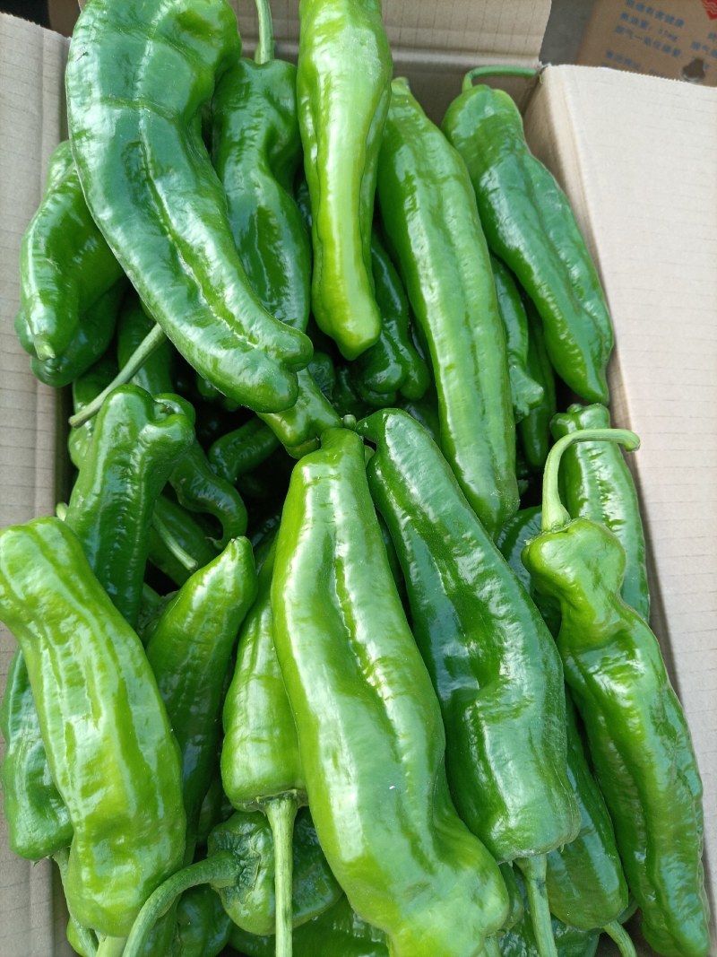 301泡椒，苏椒，线椒，美人椒，螺丝椒，大量上市