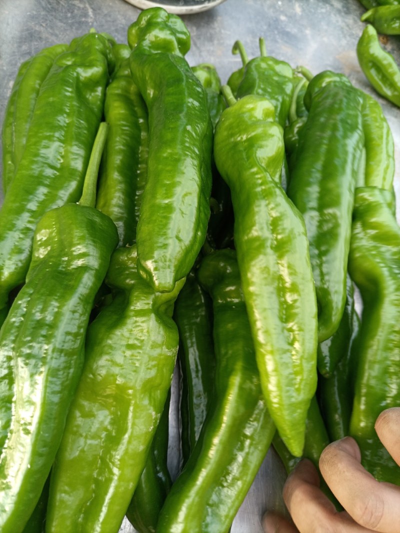 301泡椒，苏椒，线椒，美人椒，螺丝椒，大量上市
