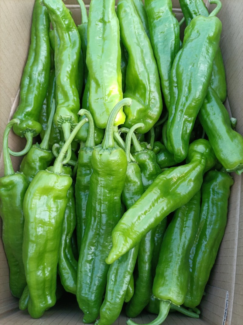301泡椒，苏椒，线椒，美人椒，螺丝椒，大量上市
