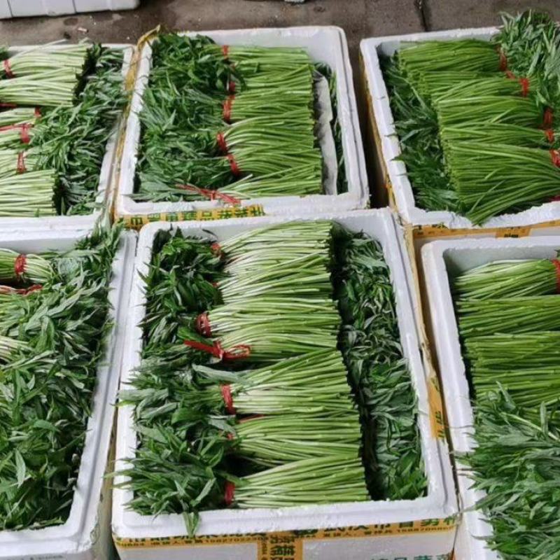【优选】藜蒿泥耗基地种植货源稳定充足一条龙欢迎致电