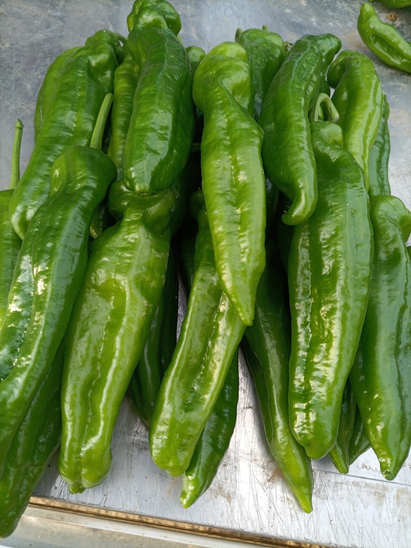 301泡椒，苏椒，线椒，美人椒，螺丝椒，大量上市中