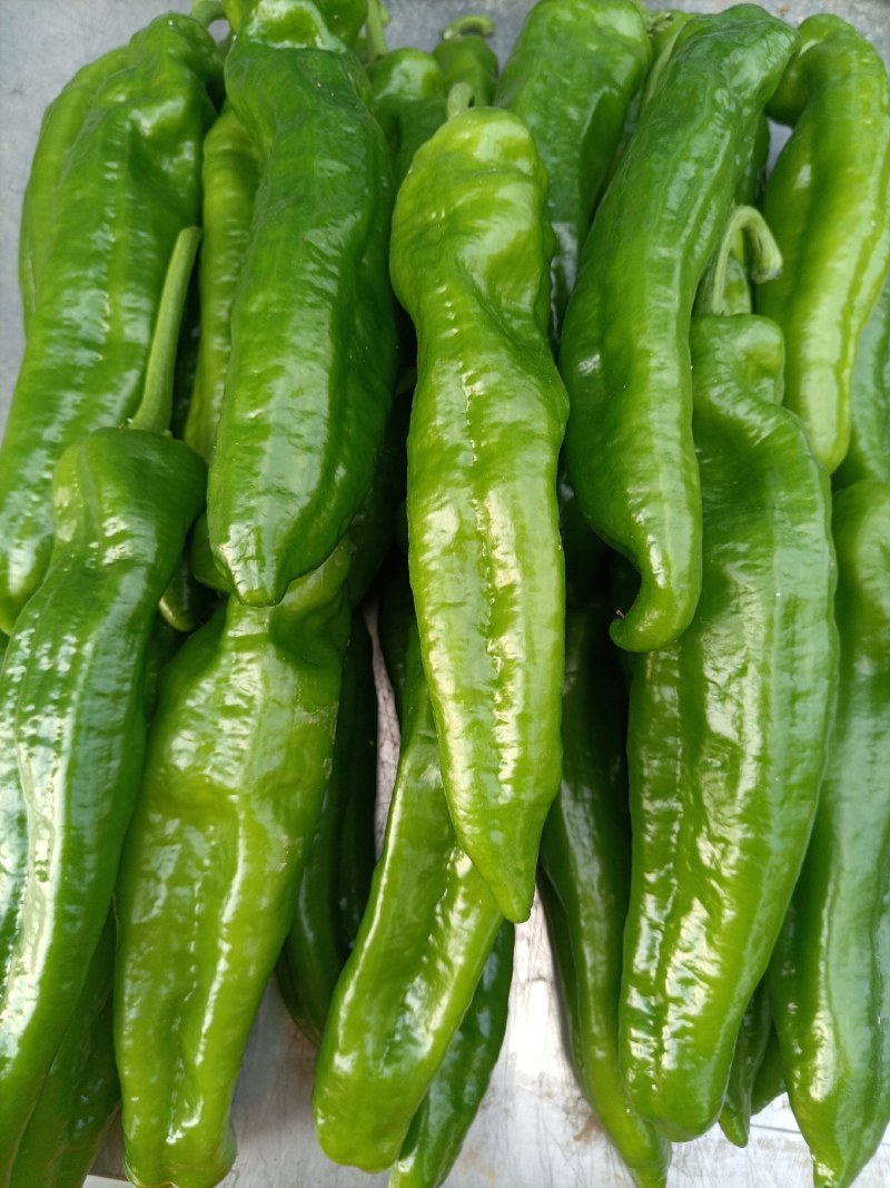 301泡椒，苏椒，线椒，美人椒，螺丝椒，大量上市中