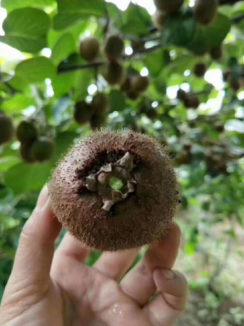 徐香猕猴桃5斤邮包售后徐香猕猴桃现摘现