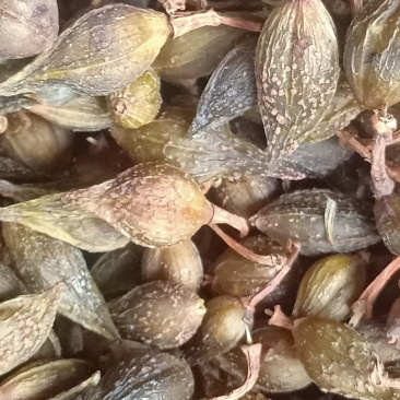 青翘汽蒸货，家种大颗粒