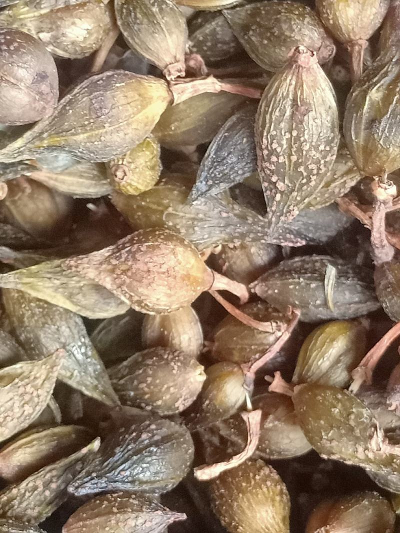 青翘汽蒸货，家种大颗粒
