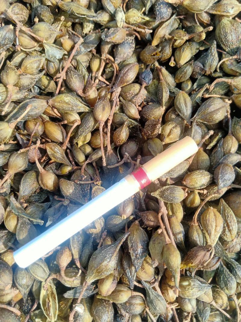 青翘汽蒸货，家种大颗粒