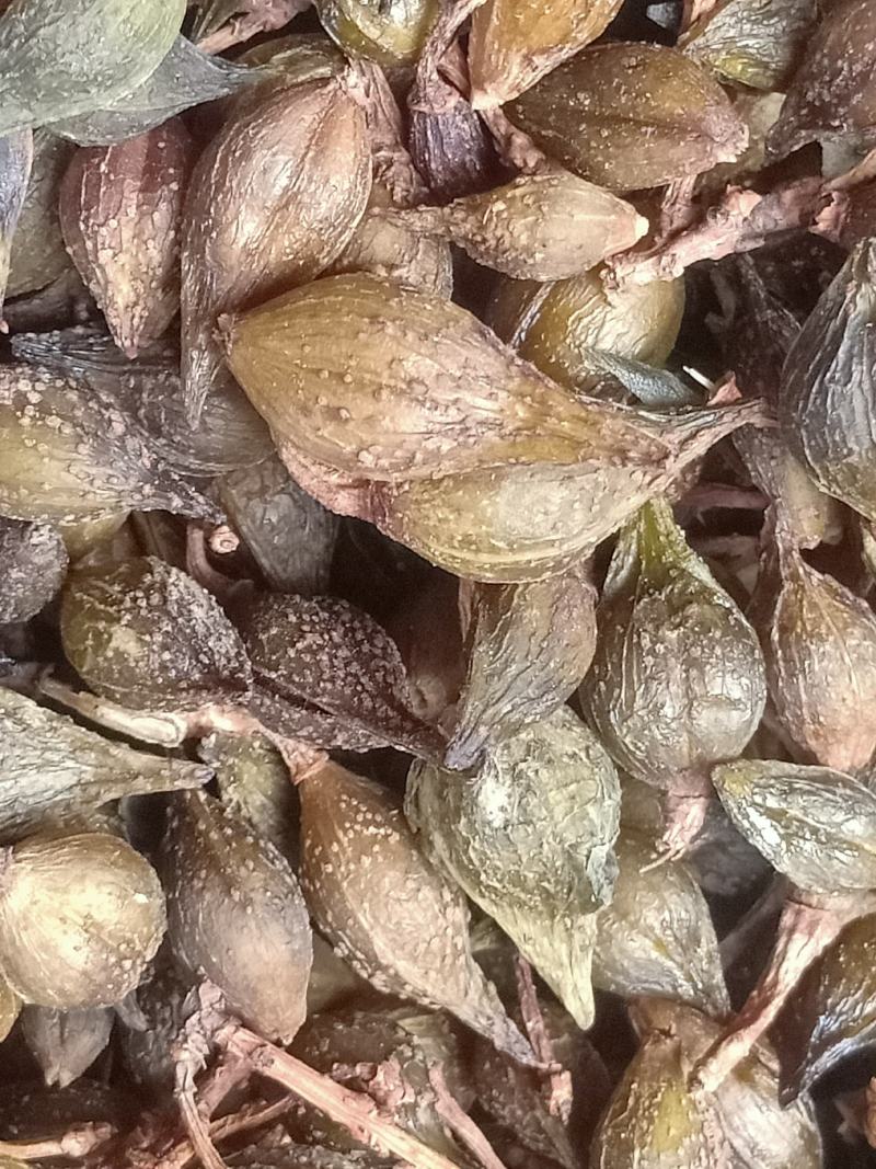 青翘汽蒸货，家种大颗粒