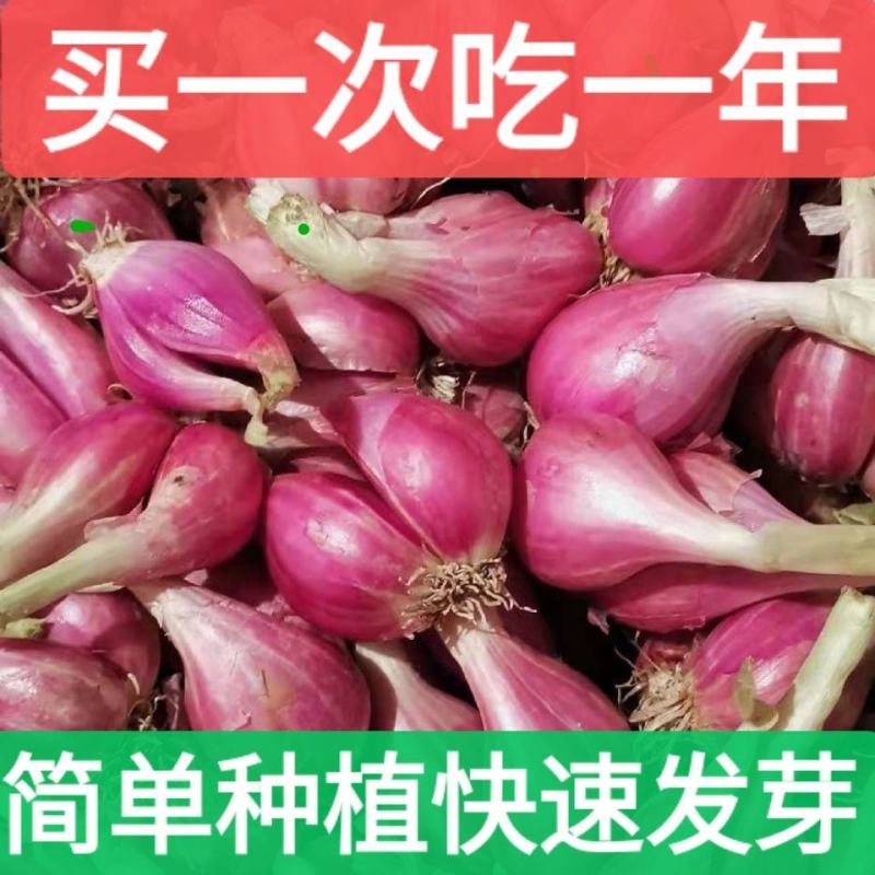 四季红葱头小香葱食用红葱头包邮（1天内发货）