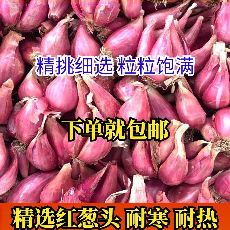 四季红葱头小香葱食用红葱头包邮（1天内发货）