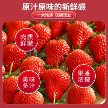 夏季草莓商用草莓双流草莓蛋糕烘培、糖葫芦、奶茶店专用用。