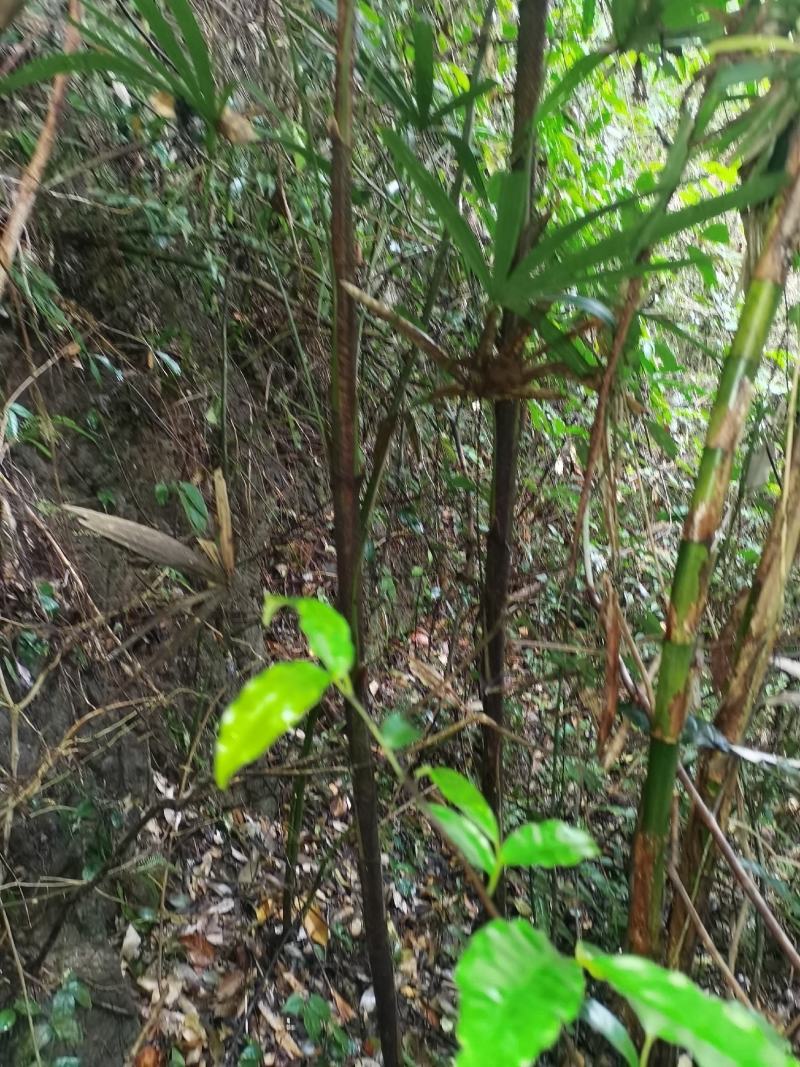 精品老桩粽竹