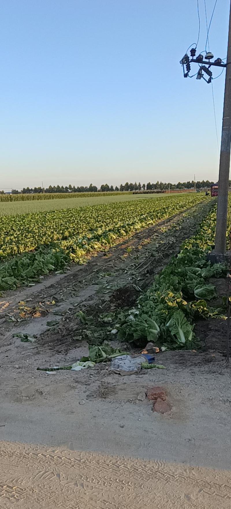 青岛平度黄心大白菜大量上市，棵大圆正，毛的，净的！