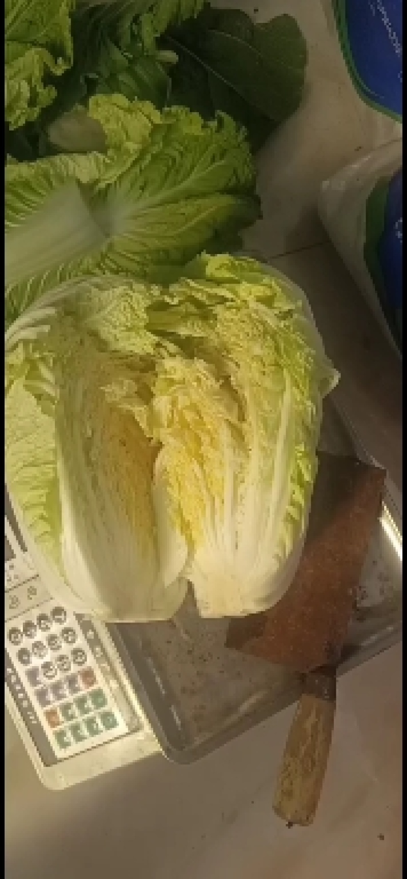 青岛平度黄心大白菜大量上市，棵大圆正，毛的，净的！