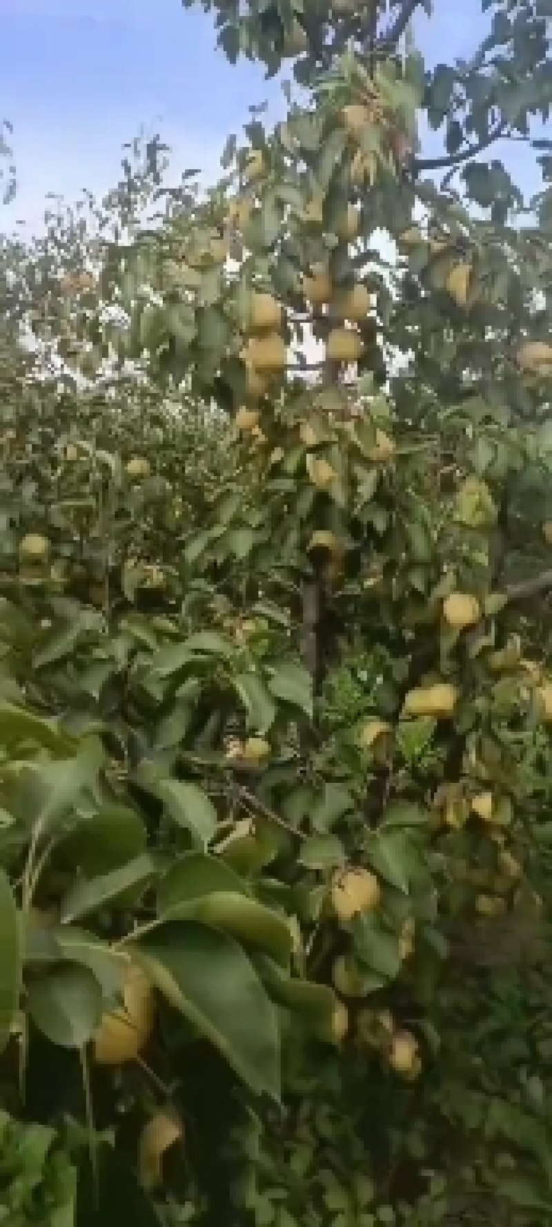 【推荐商家】王过酥梨，产地供应，口感香甜，欢迎客商来电。