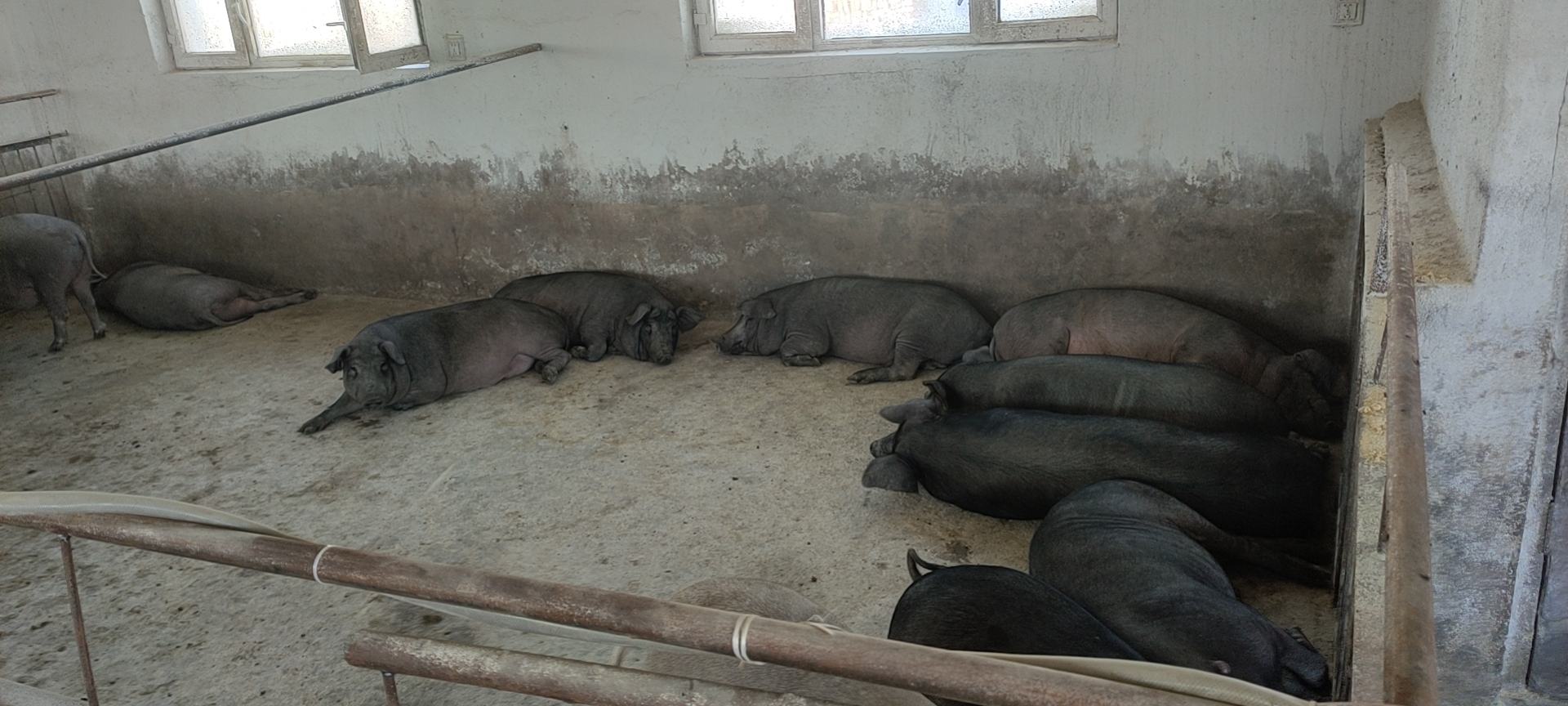 生猪出肉率对比图