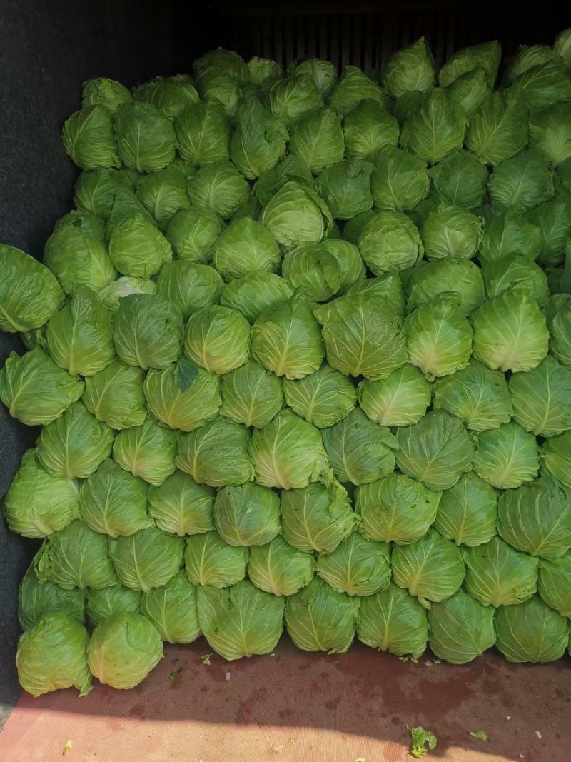 优质甘蓝，大量供应，价格合理，诚信经营，基地直供，