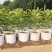 无纺布育苗袋营养袋一次性可降解花盆育苗容器