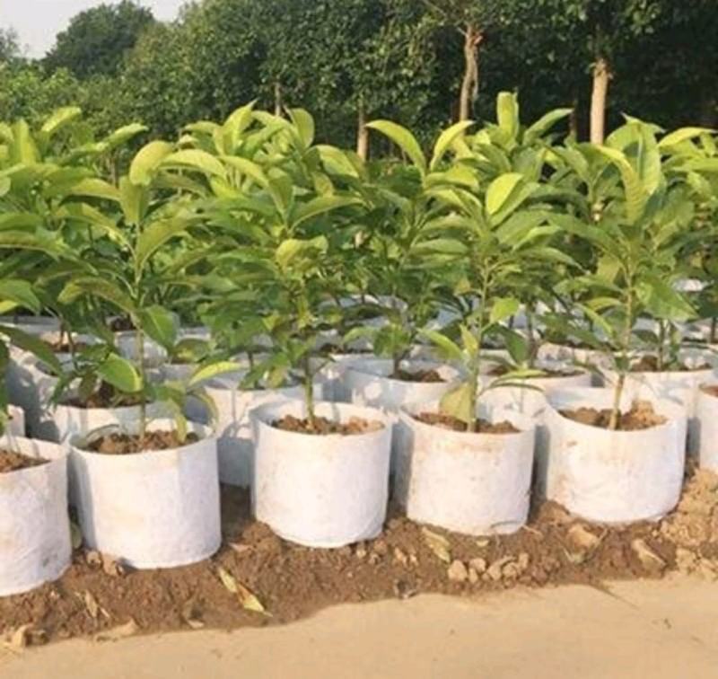 无纺布育苗袋营养袋一次性可降解花盆育苗容器