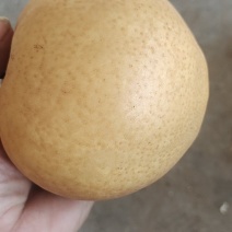 晚秋黄梨