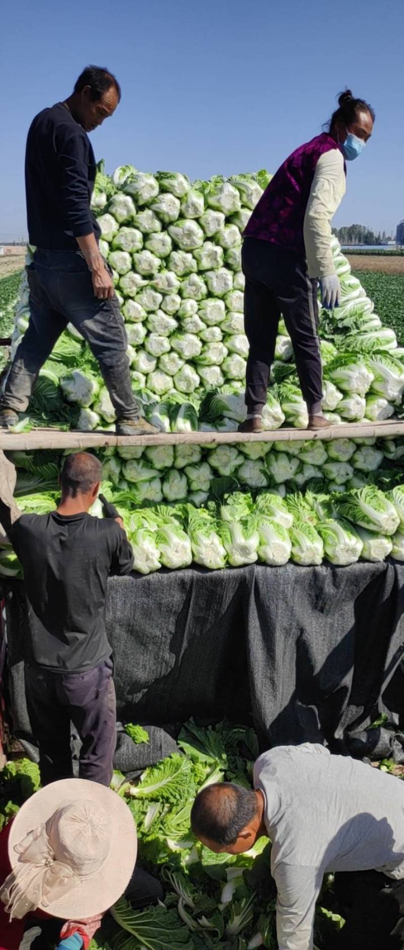 宁夏黄心大白菜，量大从优，质量有保障，欢迎咨询，