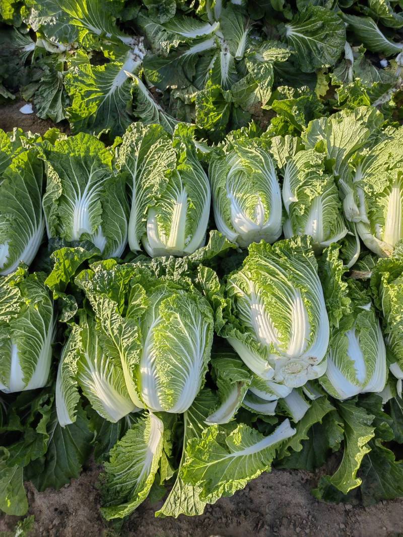 宁夏黄心大白菜，量大从优，质量有保障，欢迎咨询，