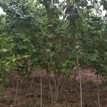 【丛生紫荆】丛生巨紫荆苗圃直发品质保障诚信经营