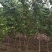 【丛生紫荆】丛生巨紫荆苗圃直发品质保障诚信经营