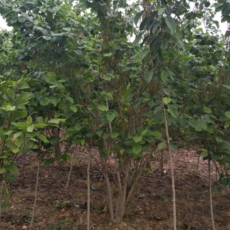 【丛生紫荆】丛生巨紫荆苗圃直发品质保障诚信经营