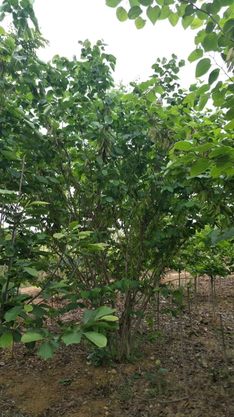 【丛生紫荆】丛生巨紫荆苗圃直发品质保障诚信经营