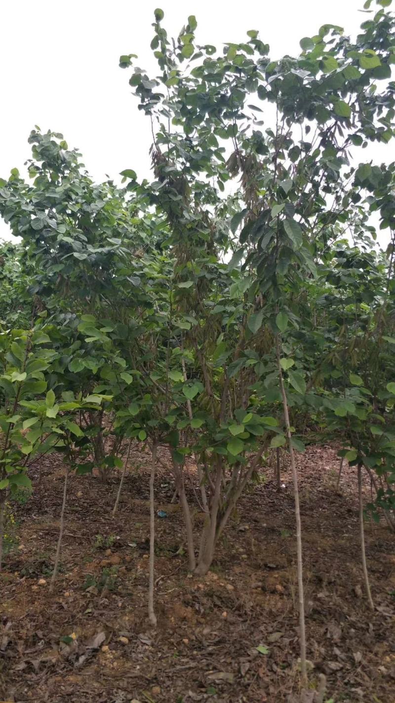 【丛生紫荆】丛生巨紫荆苗圃直发品质保障诚信经营
