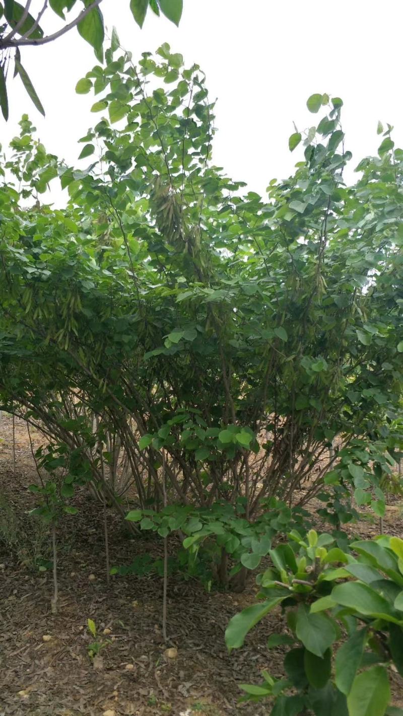 【丛生紫荆】丛生巨紫荆苗圃直发品质保障诚信经营