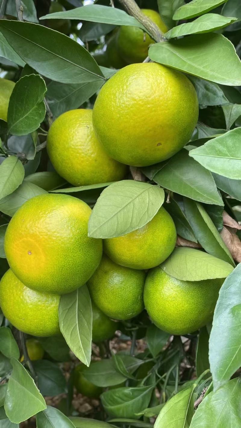 蜜橘特早蜜橘，果大皮薄，口感好，细腻无渣货源充足