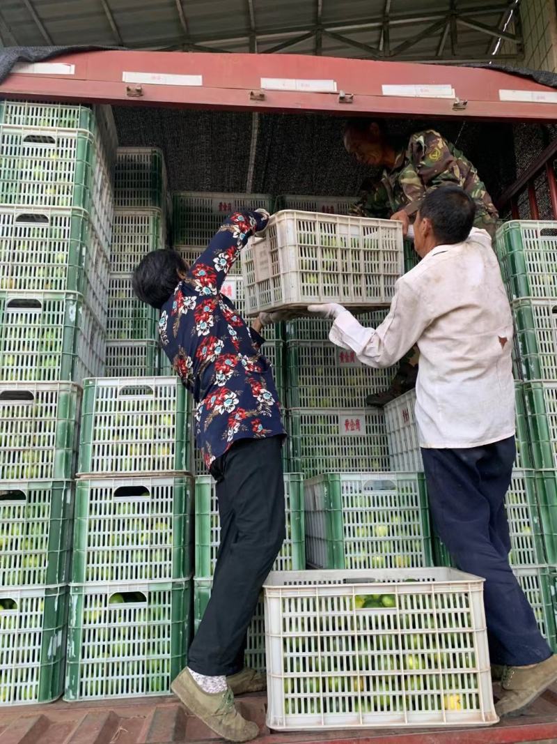 蜜橘特早蜜橘，果大皮薄，口感好，细腻无渣货源充足