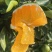 蜜橘特早蜜橘，果大皮薄，口感好，细腻无渣货源充足