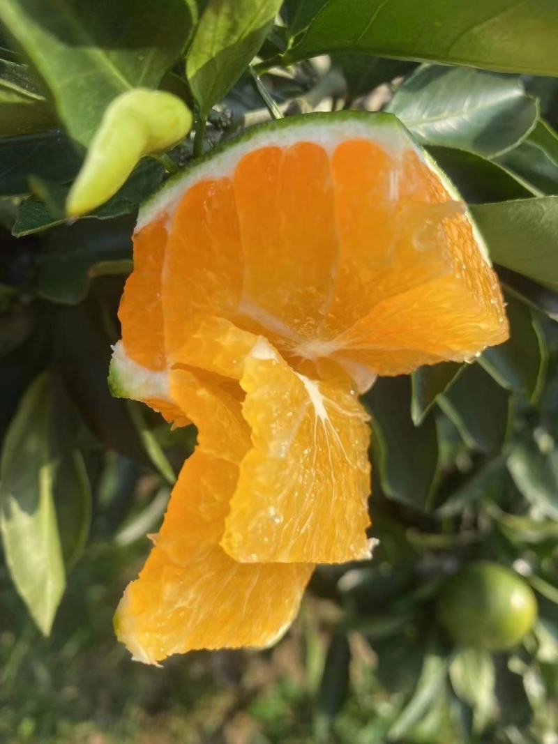 蜜橘特早蜜橘，果大皮薄，口感好，细腻无渣货源充足
