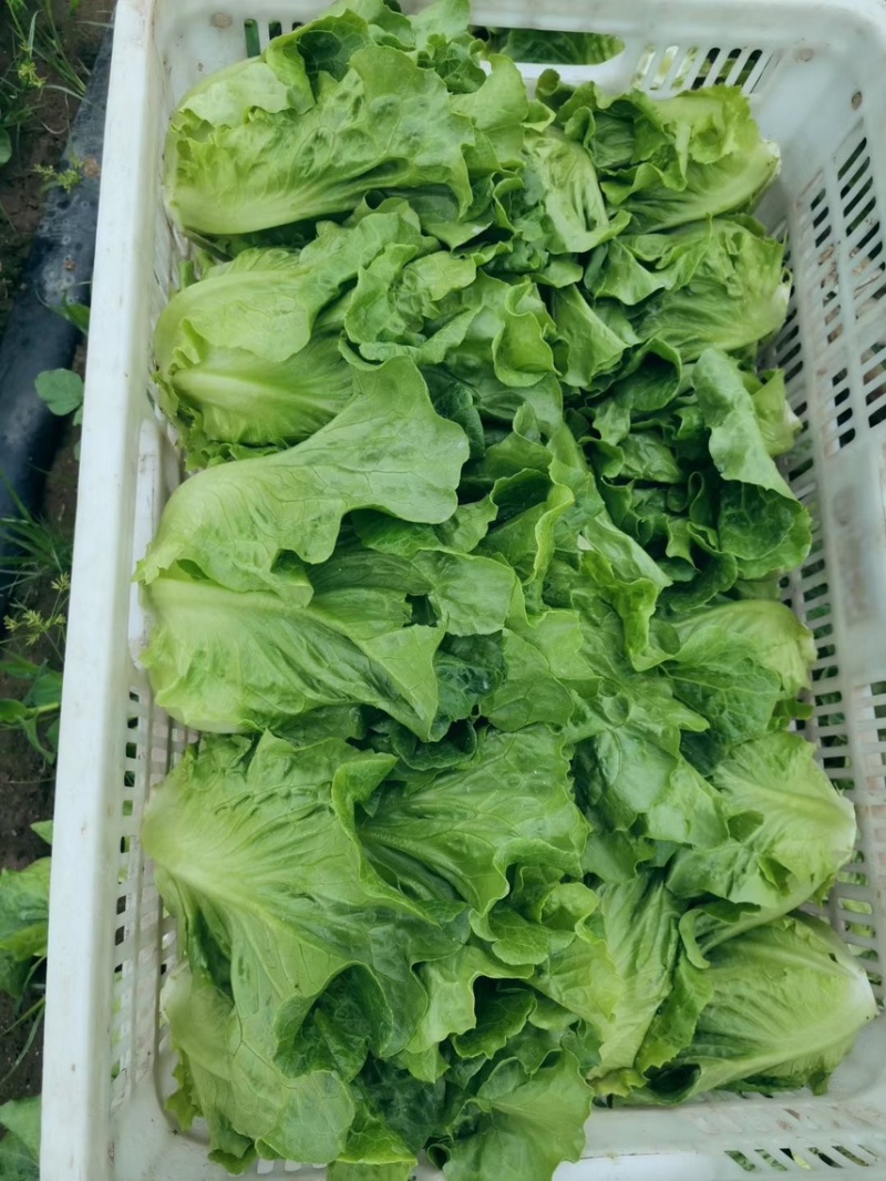 【推荐】精品意大利生菜一年四季持续供应可发货全国供应！
