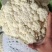 精品松花菜产地发货货源充足稳定，欢迎选购看货