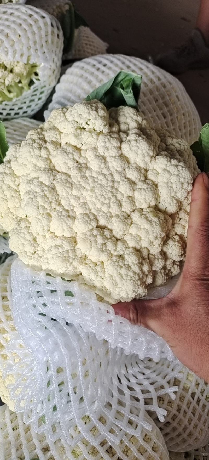 精品松花菜产地发货货源充足稳定，欢迎选购看货