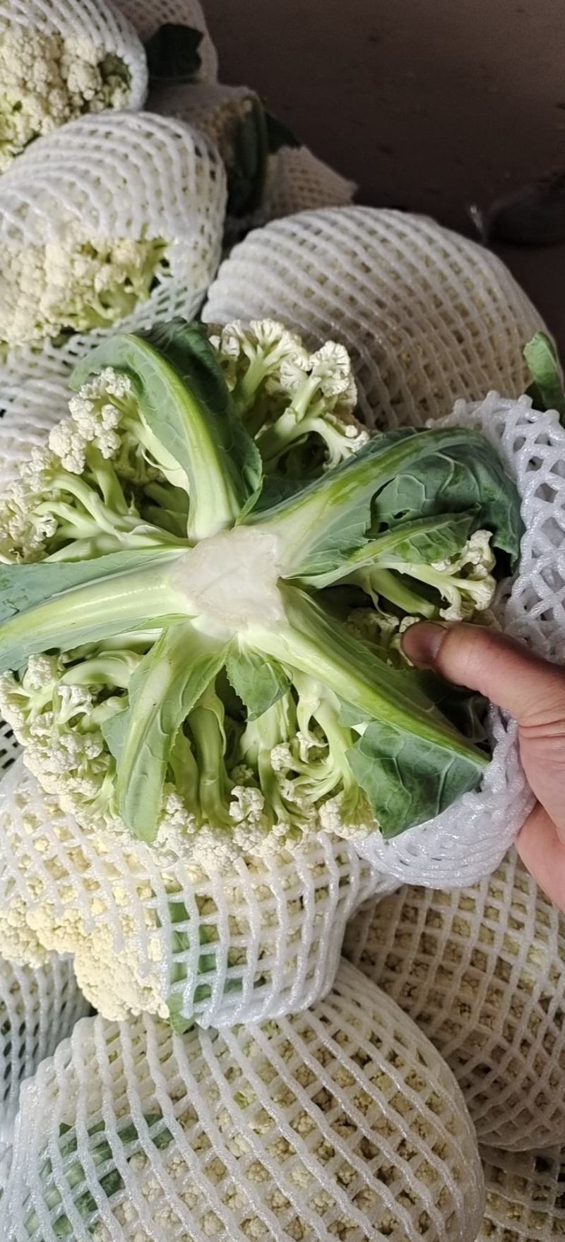 精品松花菜产地发货货源充足稳定，欢迎选购看货