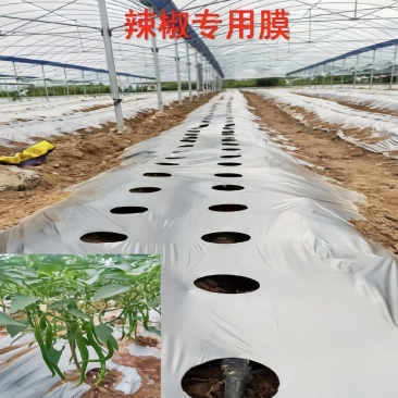 地膜打孔地膜:纯黑地膜银黑双色地膜定制打孔