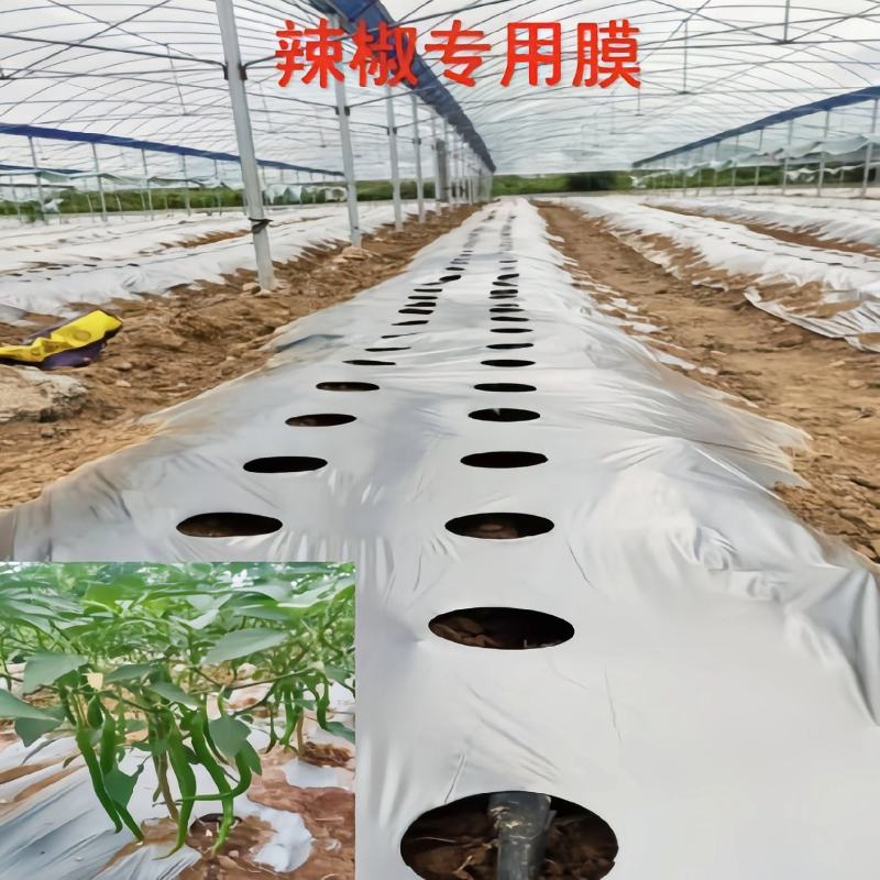 地膜打孔地膜:纯黑地膜银黑双色地膜定制打孔