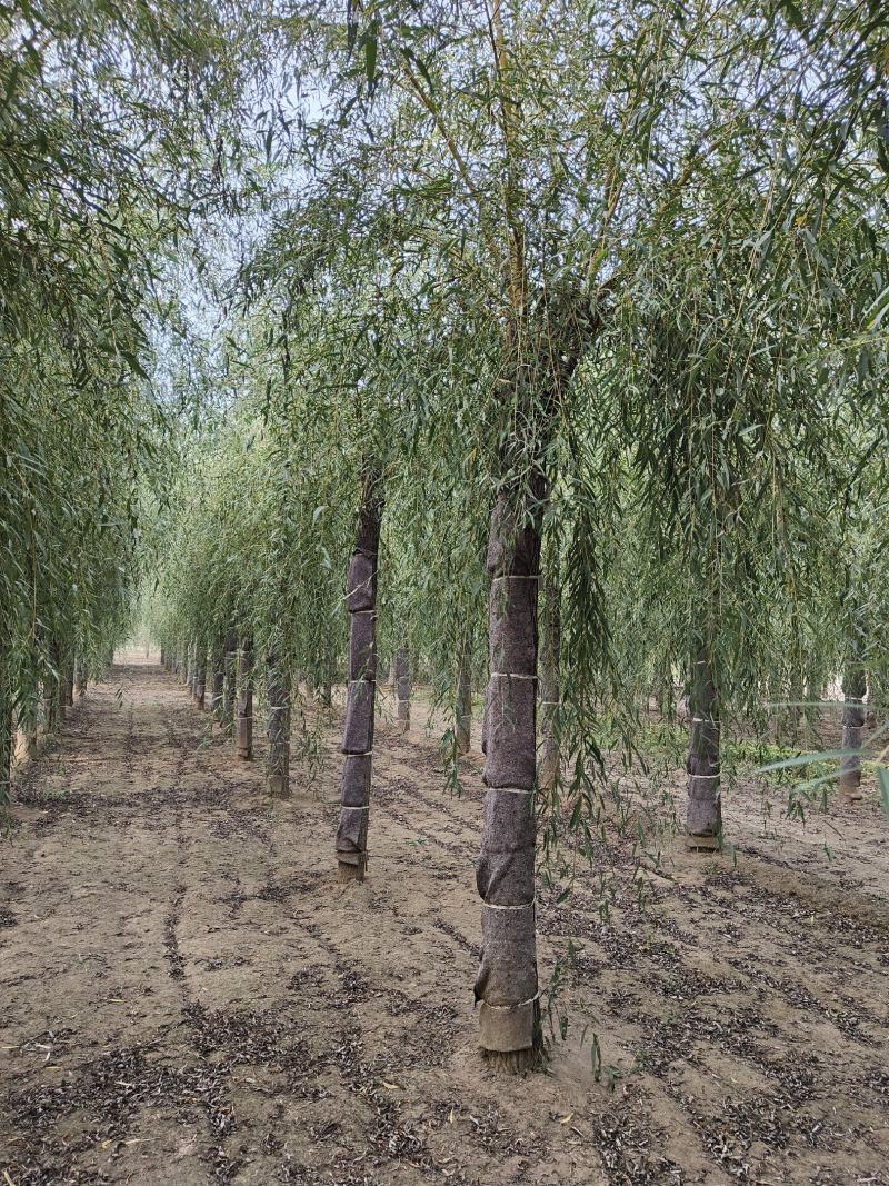 金丝垂柳/垂柳/柳树/柳树苗/河北金丝垂柳/保定柳树
