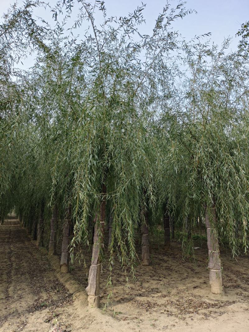 金丝垂柳/垂柳/柳树/柳树苗/河北金丝垂柳/保定柳树