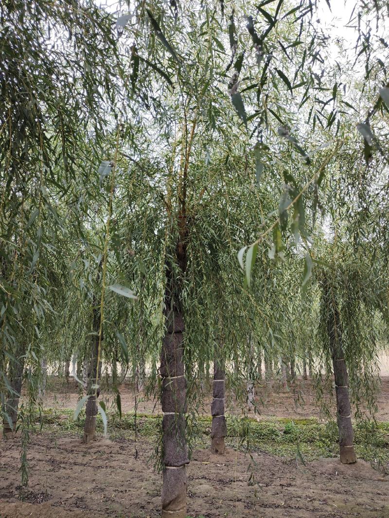 金丝垂柳/垂柳/柳树/柳树苗/河北金丝垂柳/保定柳树