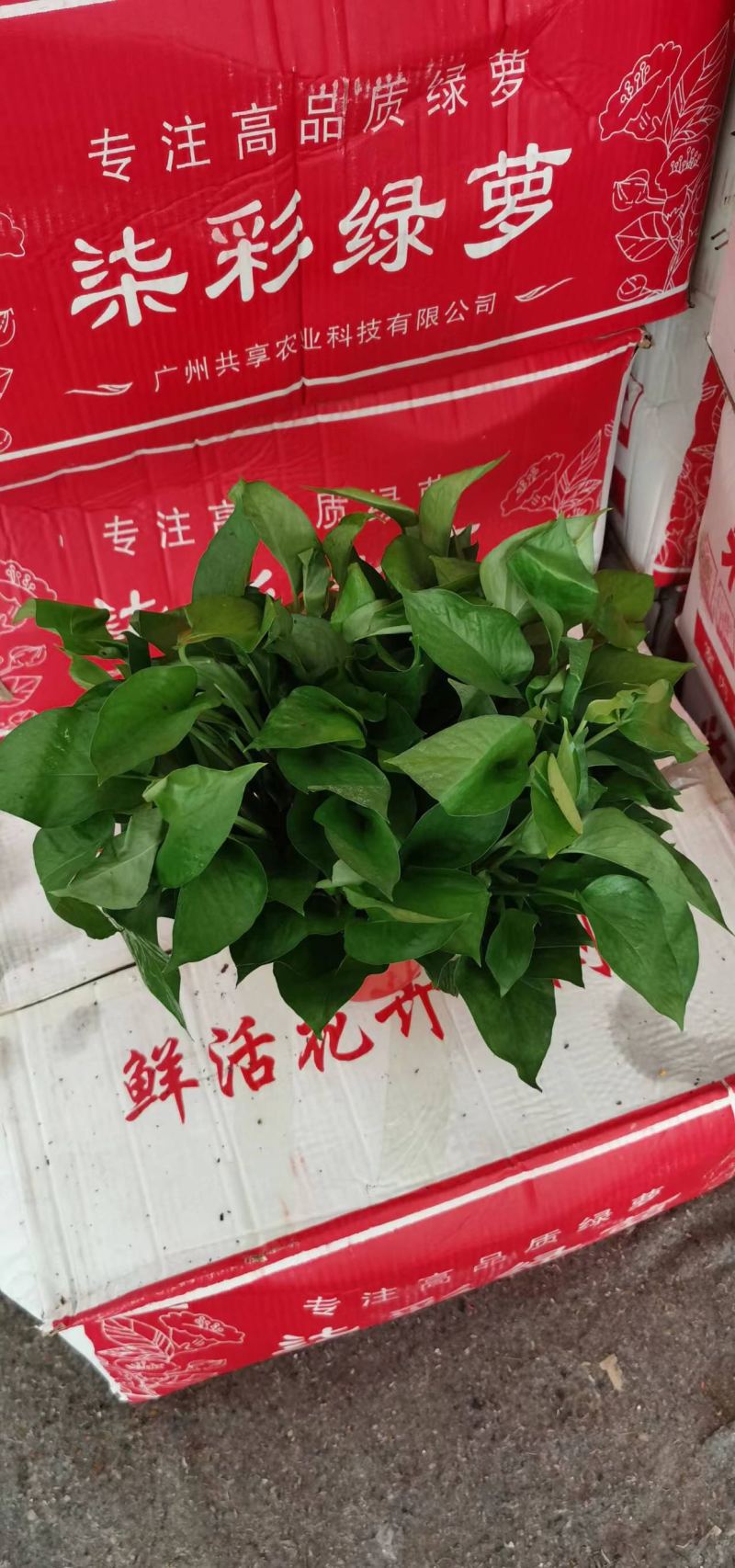 绿箩盆栽绿箩室内绿箩室内净化器