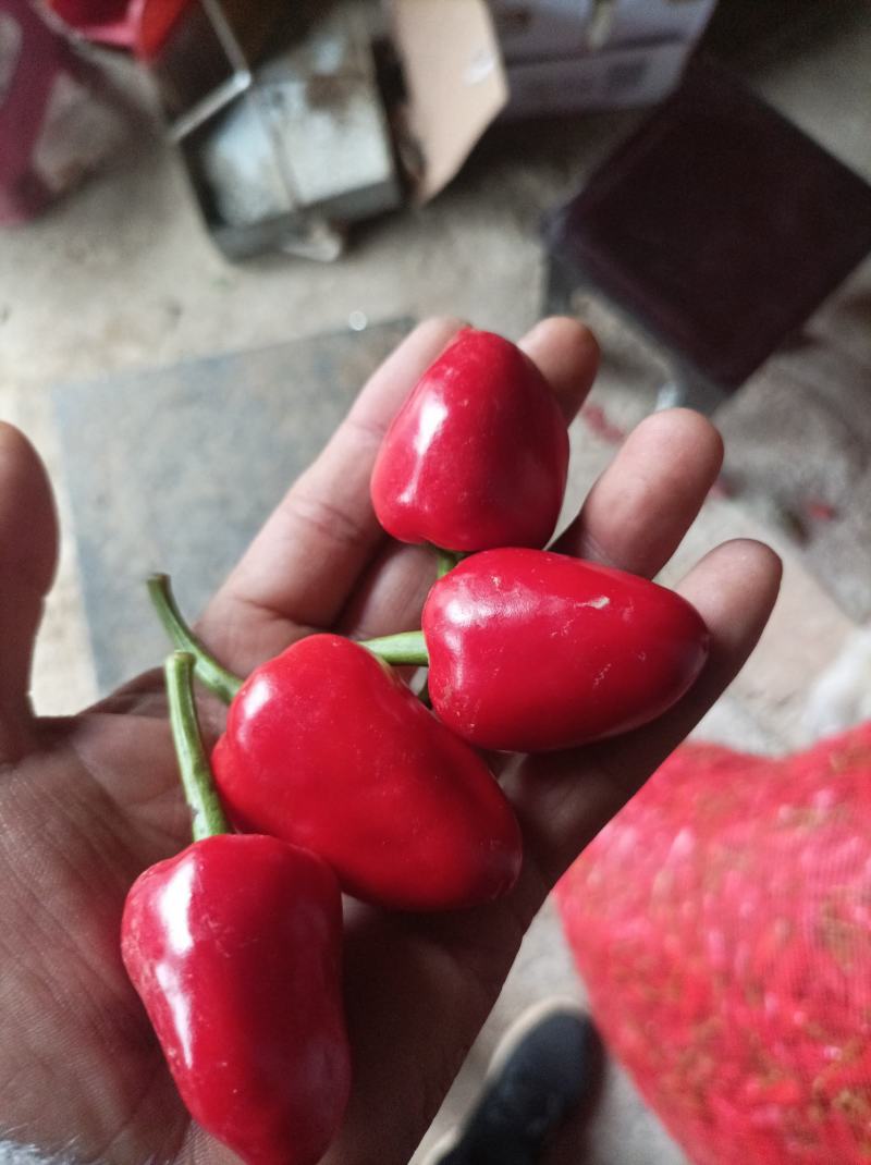 草莓椒新苗货上市