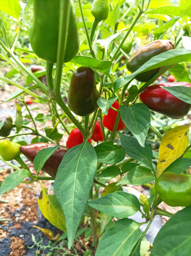 草莓椒新苗货上市